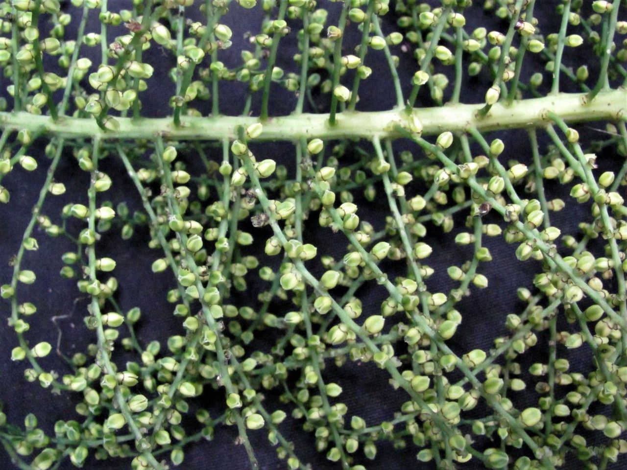 Chamaedorea brachyclada other