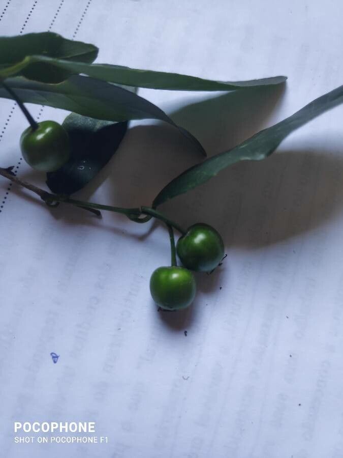 Solanum pabstii fruit