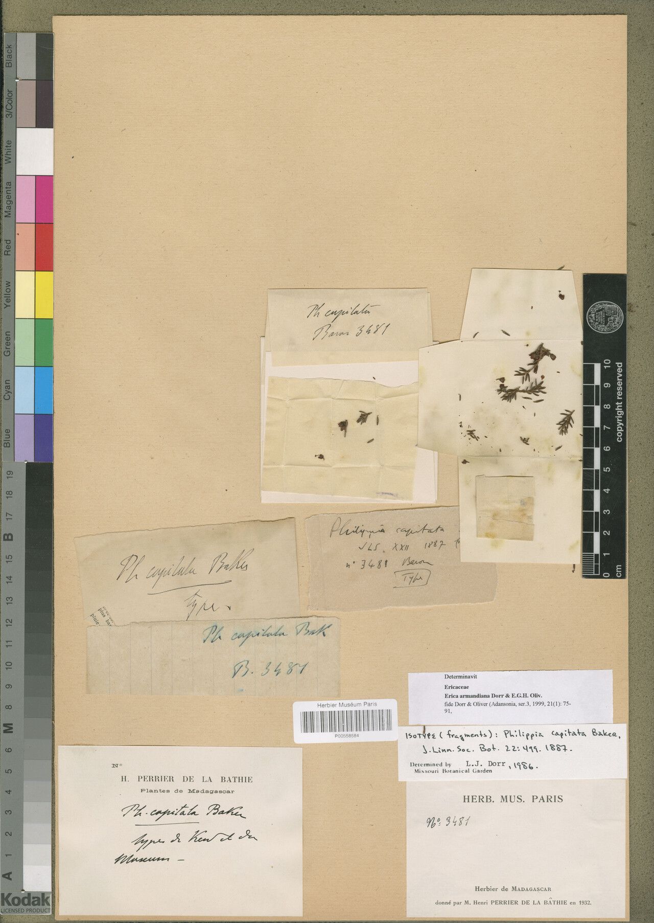 Erica armandiana — search result for 'Erica'