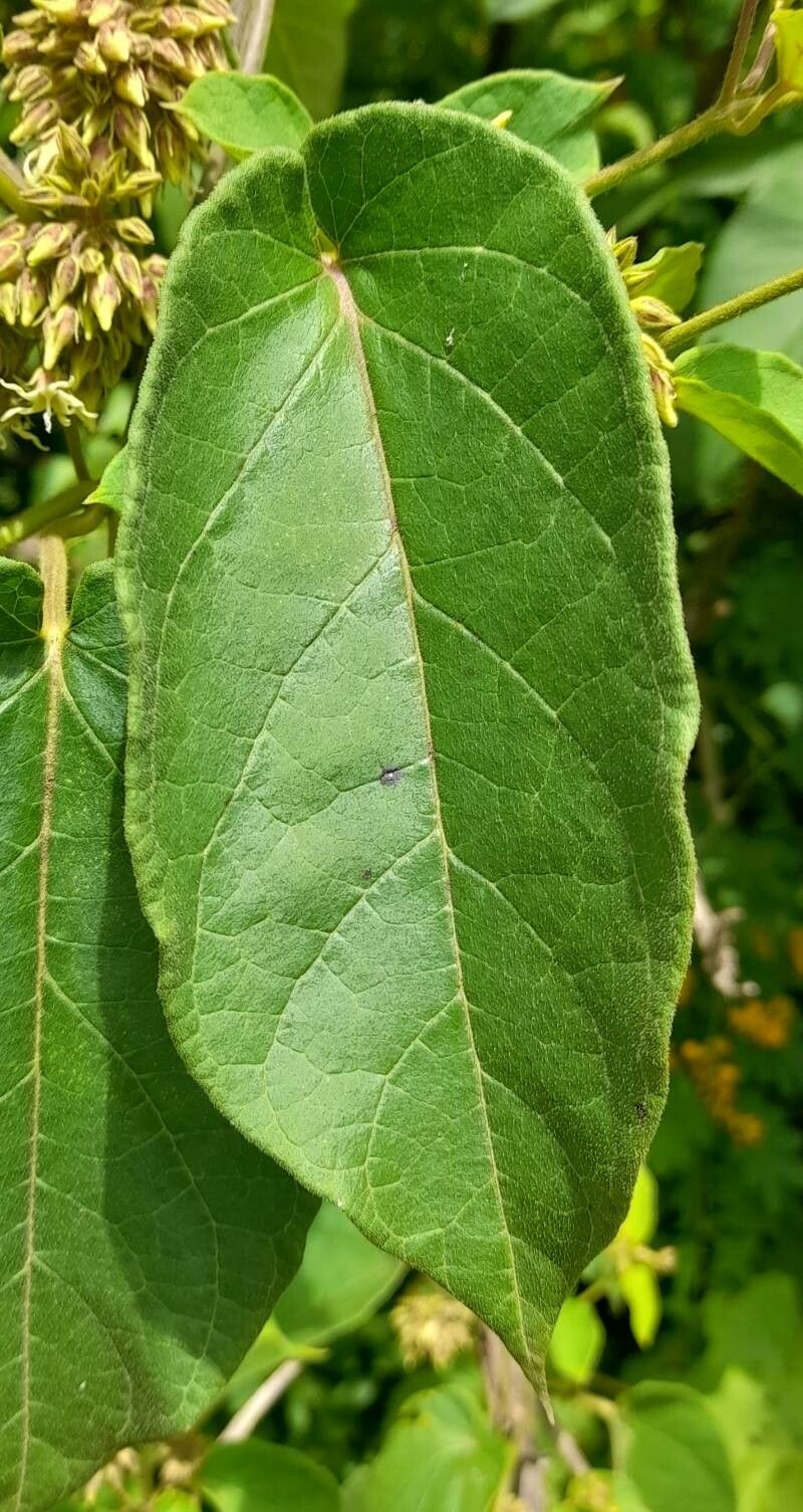 Oxypetalum brachystemma — related species from the same genus
