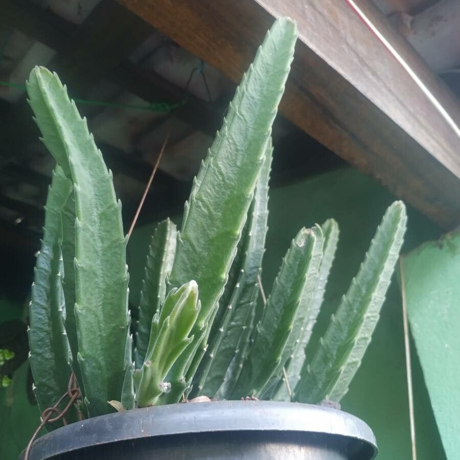 Stapelia grandiflora leaf