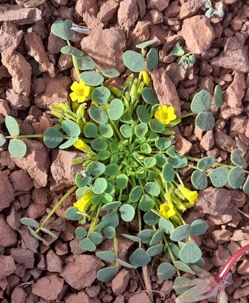Oxalis cotagaitensis habit