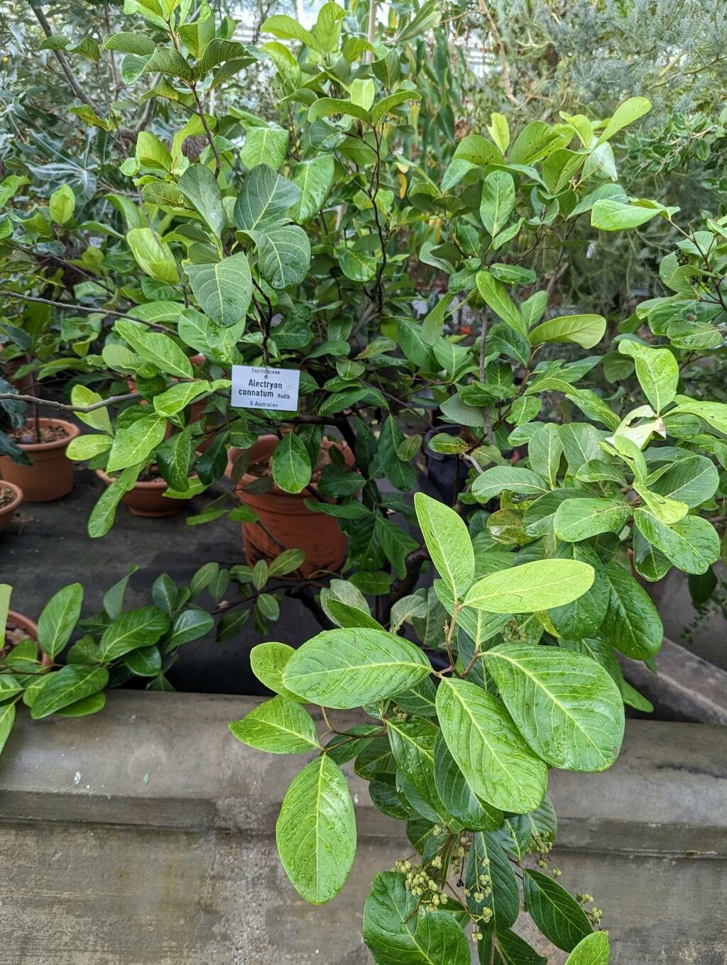 Alectryon connatus habit