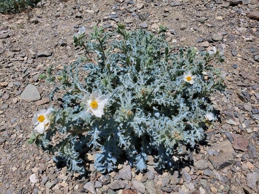 Argemone corymbosa — related species from the same genus