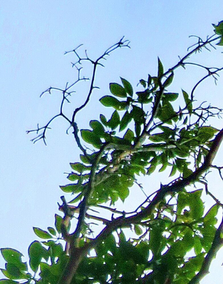 Terminalia kuhlmannii — search result for 'Terminalia'