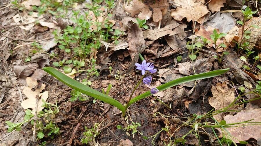 Scilla bifolia leaf