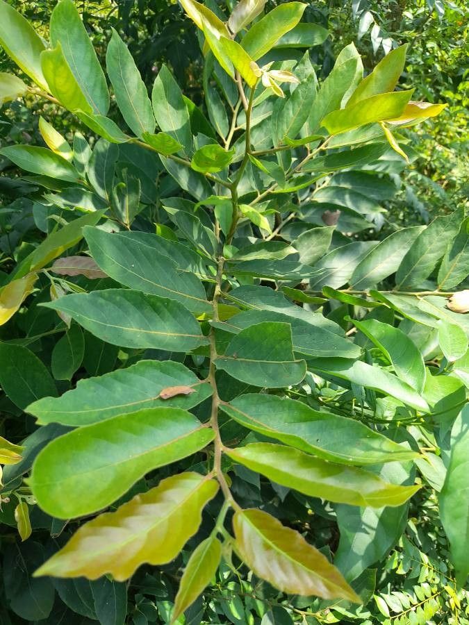 Casearia tomentosa — search result for 'Salicaceae'