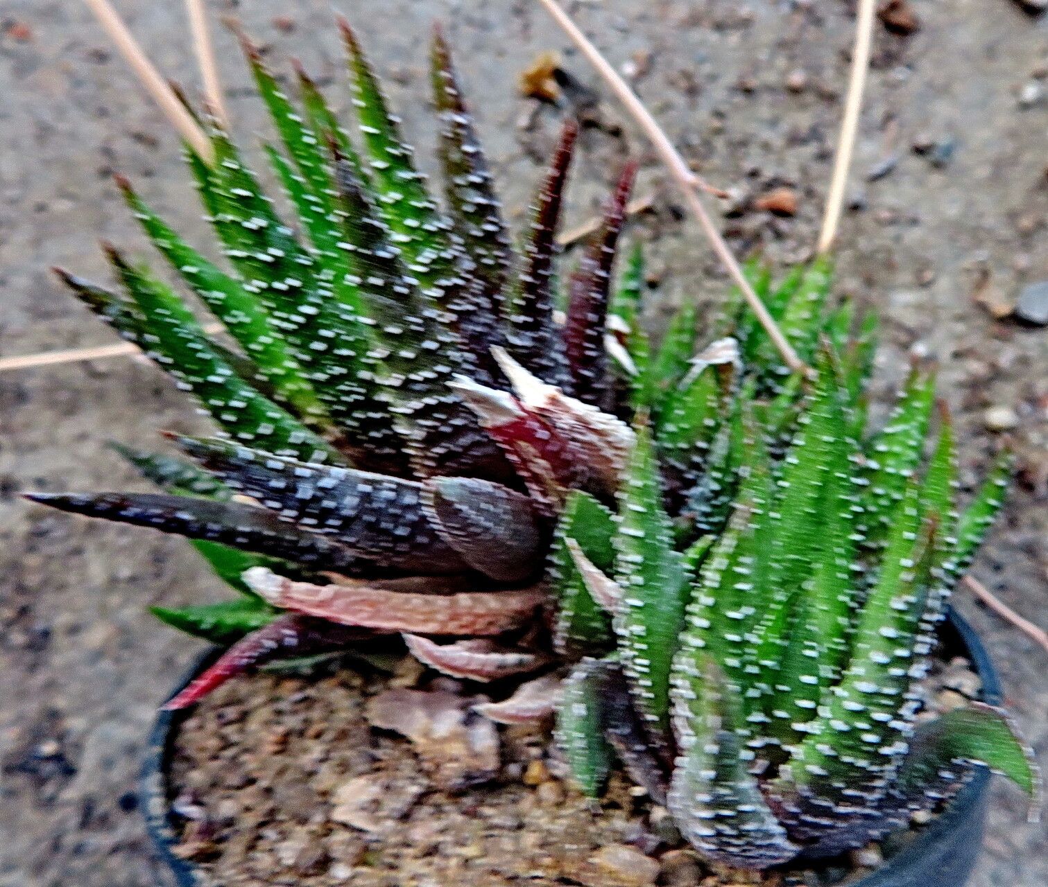 × Astrolista bicarinata leaf