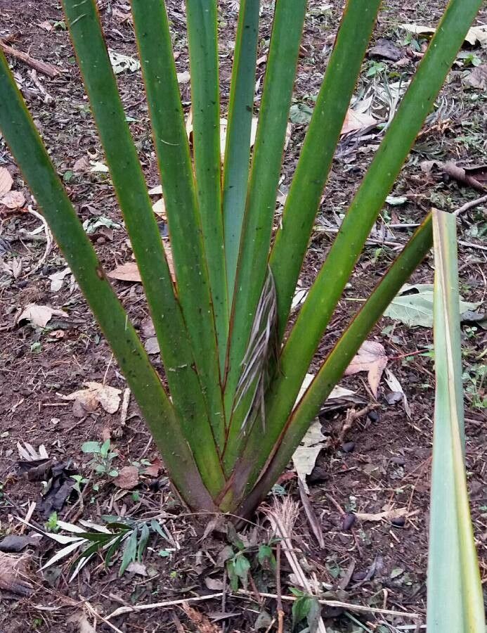 Sansevieria pearsonii bark