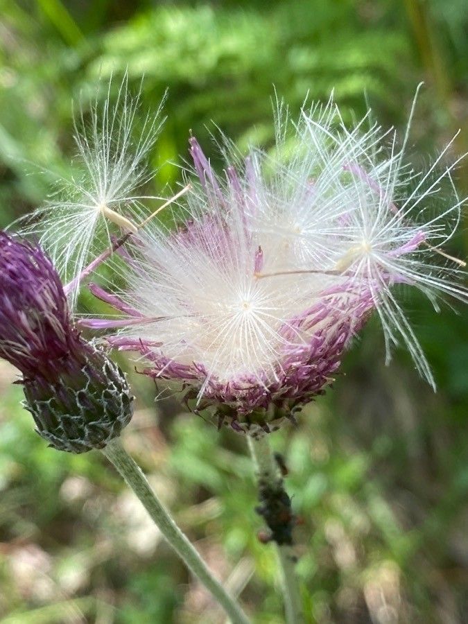 Cirsium tuberosum fruit