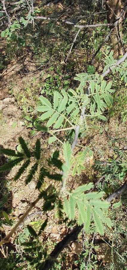 Senegalia goetzei — houseplant care guide