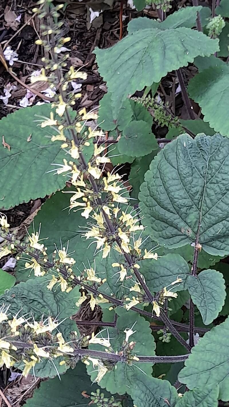 Salvia meiliensis flower