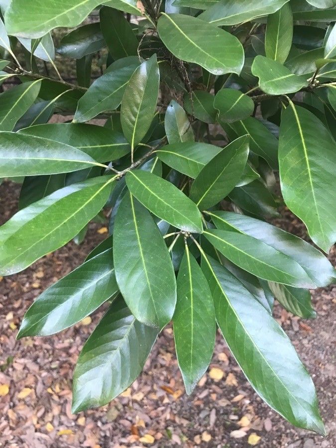 Lithocarpus henryi — search result for 'Lithocarpus'