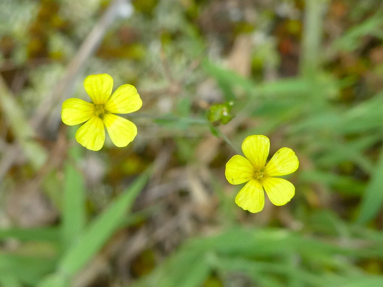 Linum trigynum flower