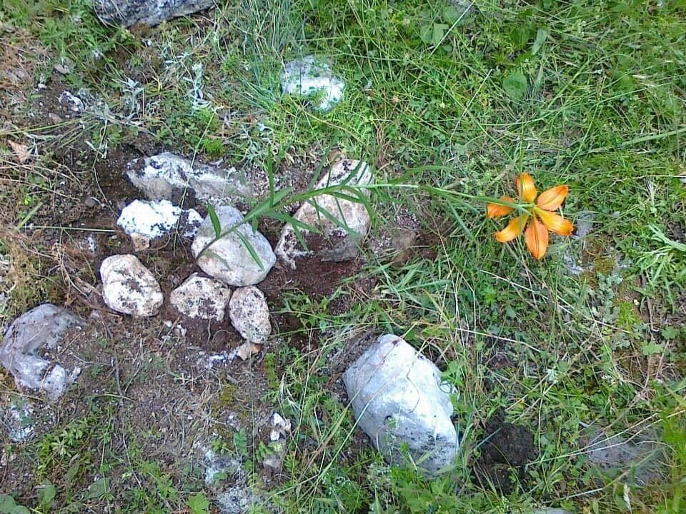 Lilium carniolicum flower