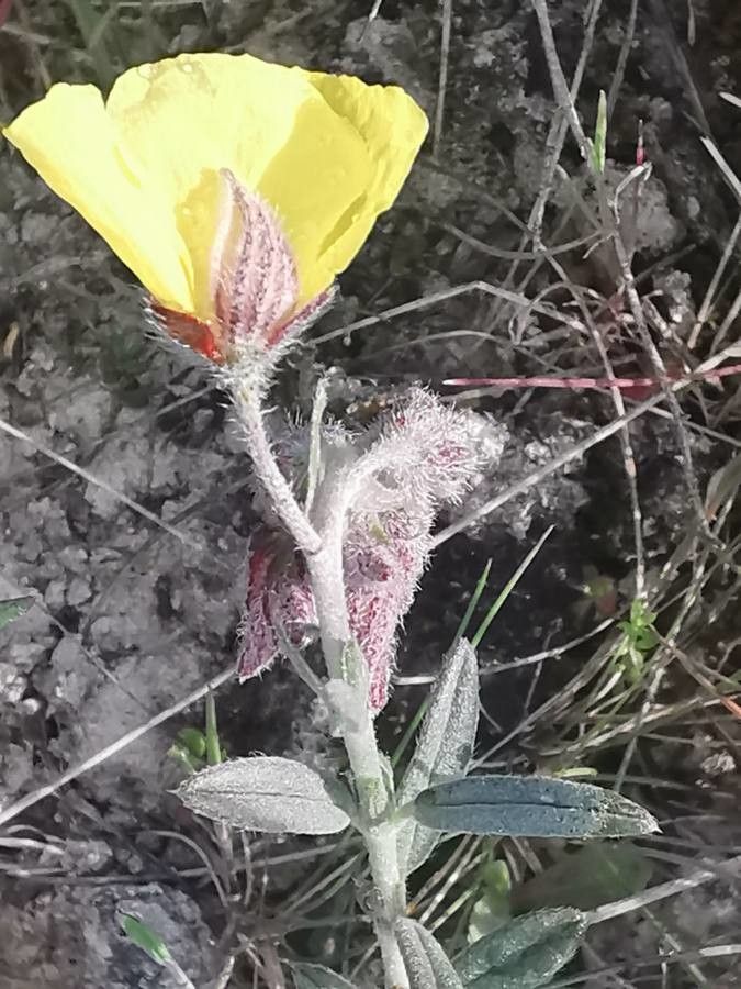 Helianthemum hirtum flower