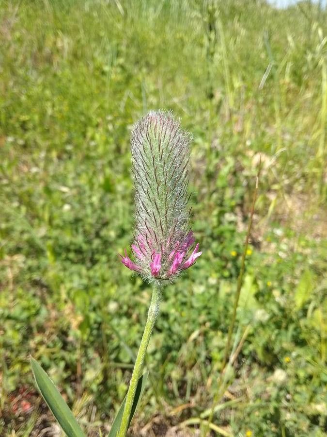 Trifolium purpureum flower