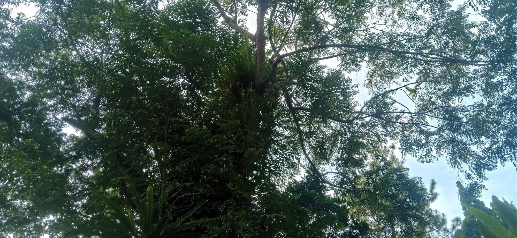 Pterocarpus dalbergioides — search result for 'Pterocarpus'