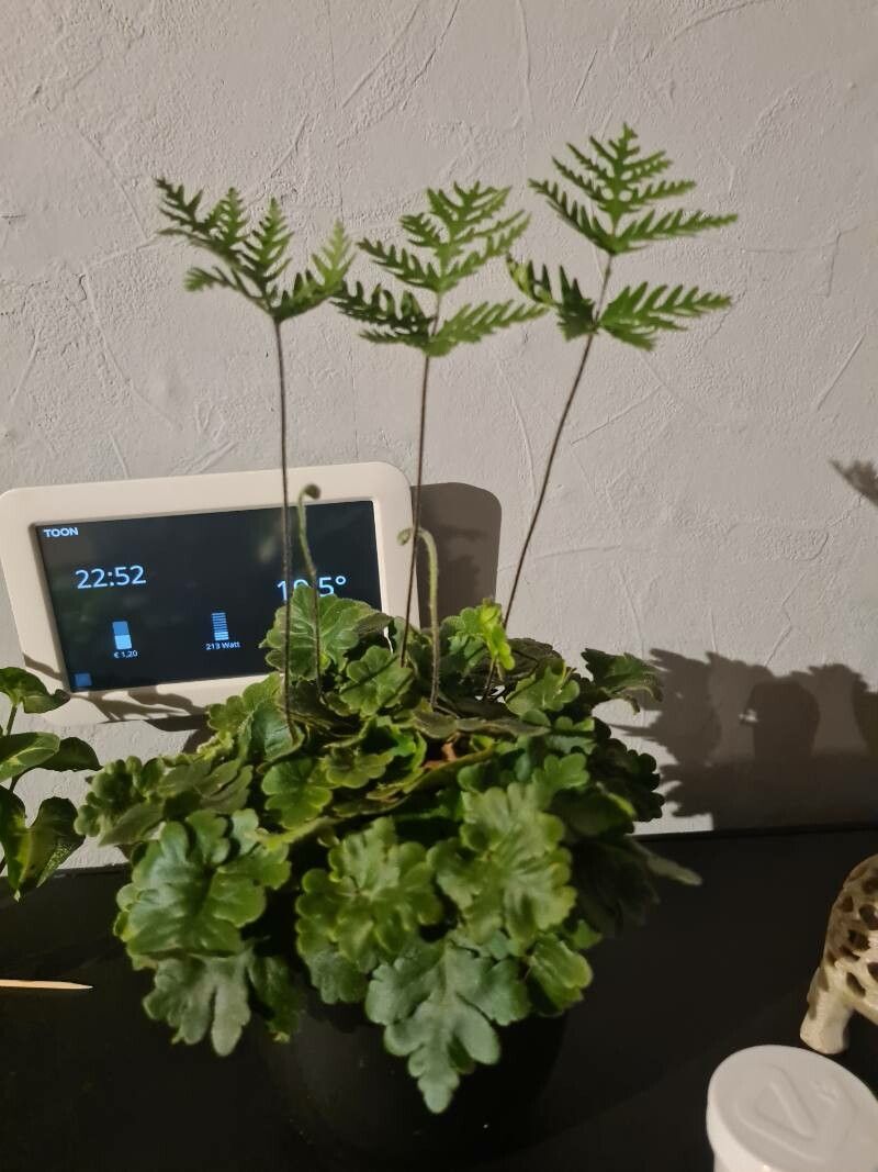 Hemionitis goabica leaf