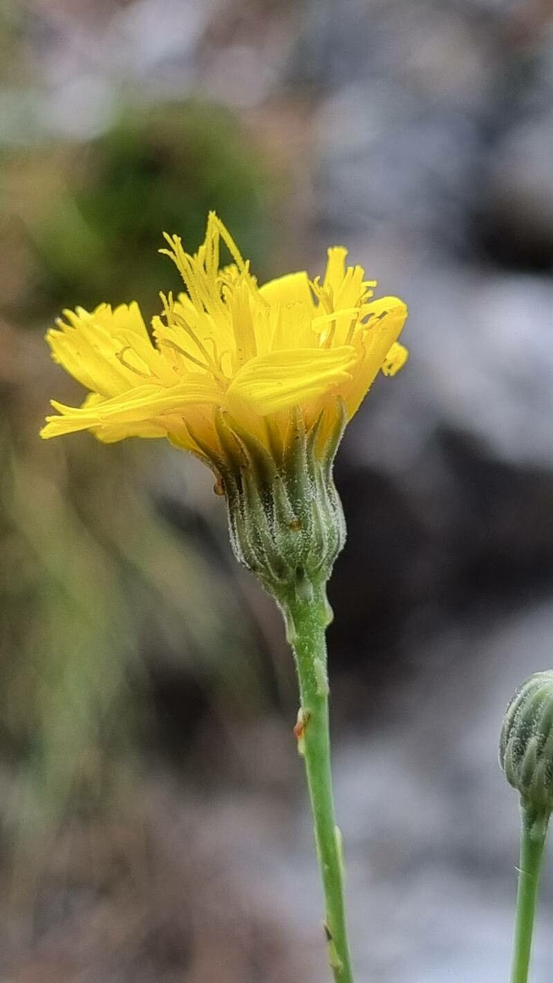 Hieracium porrifolium flower