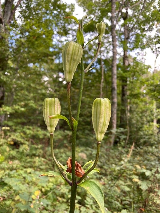 Lilium martagon fruit