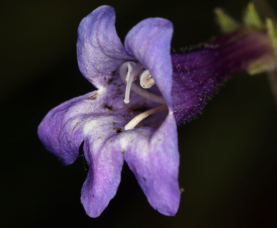 Penstemon filiformis flower