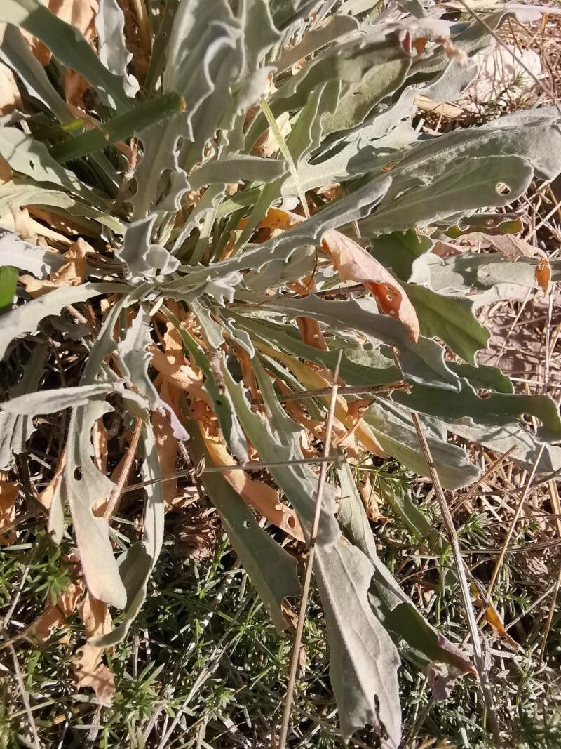 Aurinia sinuata — related species from the same genus