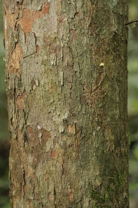 Pouteria grandis bark