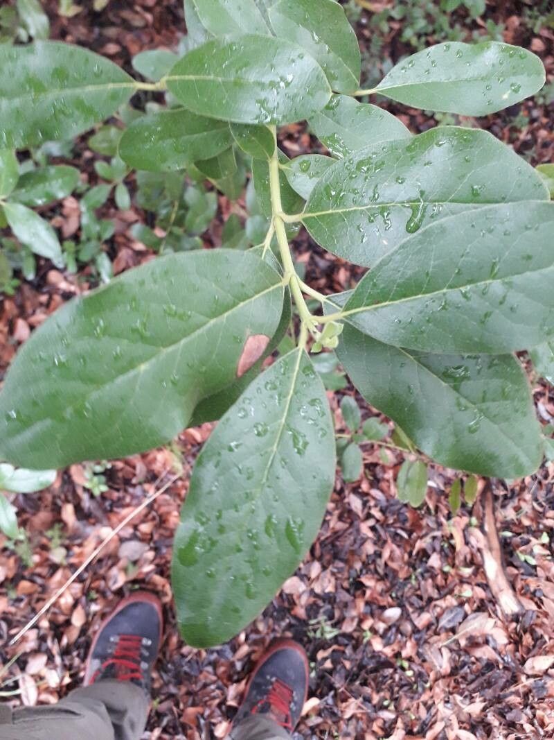 Garrya laurifolia leaf