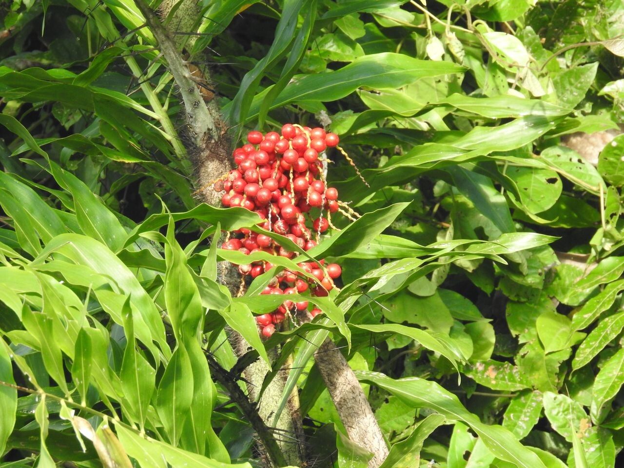 Desmoncus horridus fruit