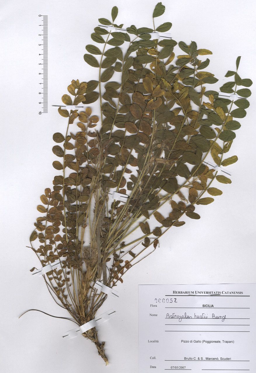 Astragalus huetii — houseplant care guide