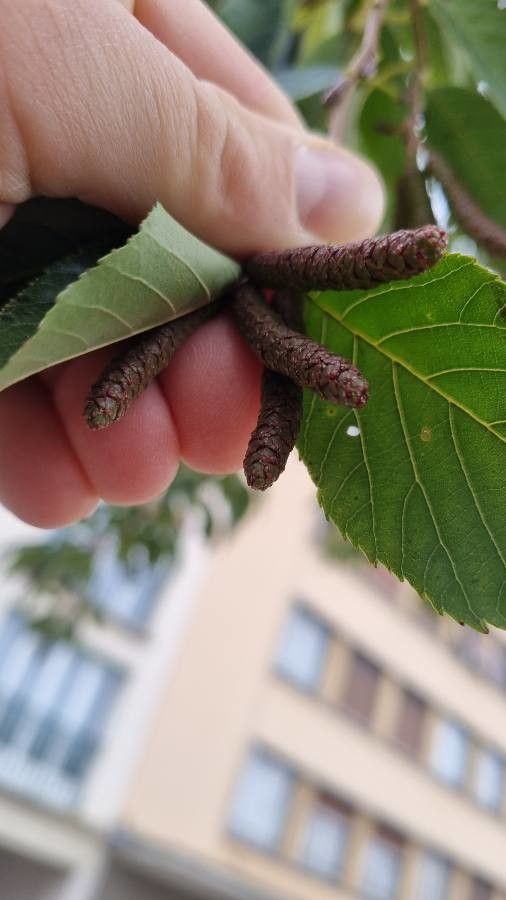 Alnus x spaethii fruit