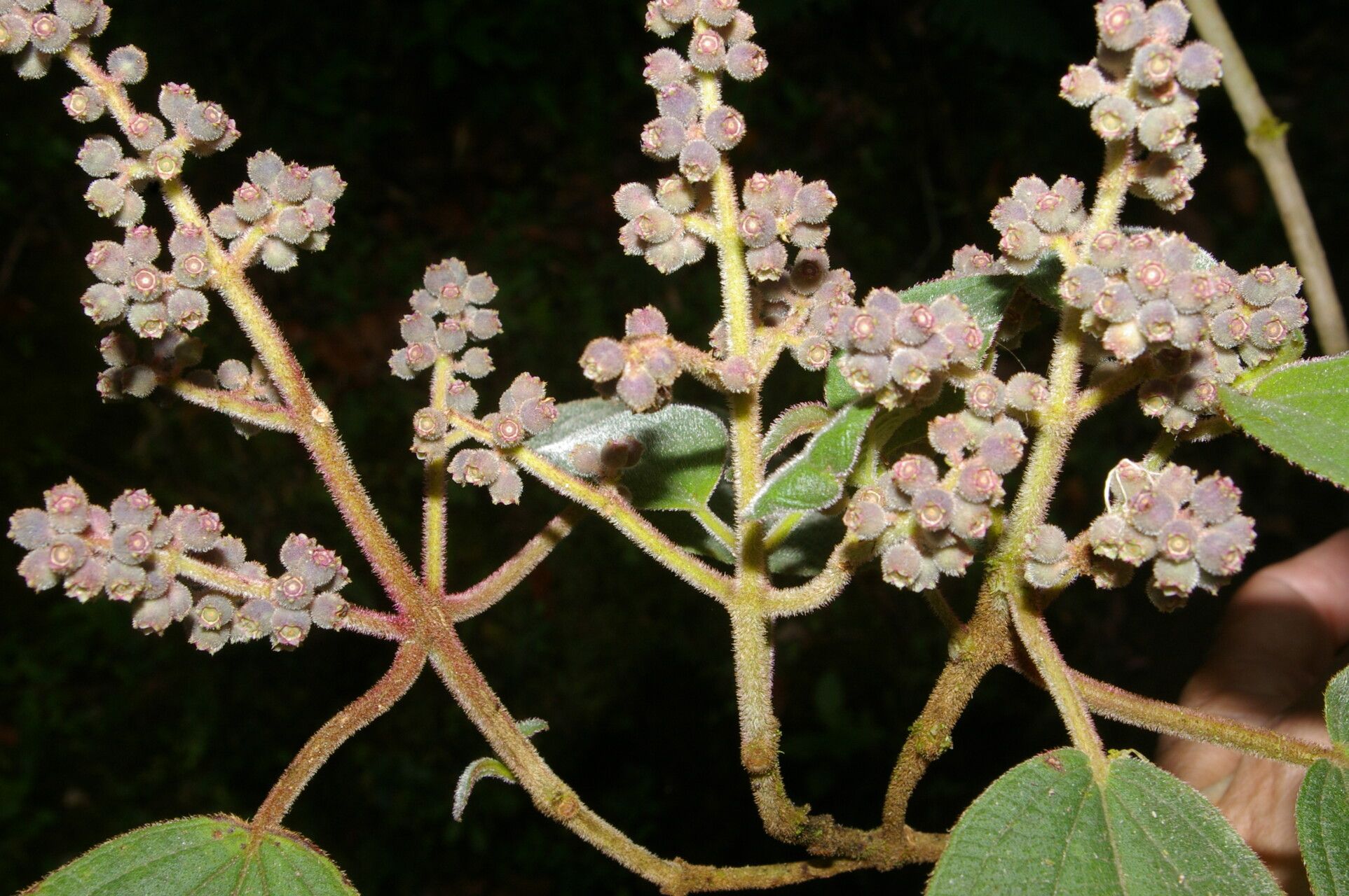 Miconia costaricensis flower