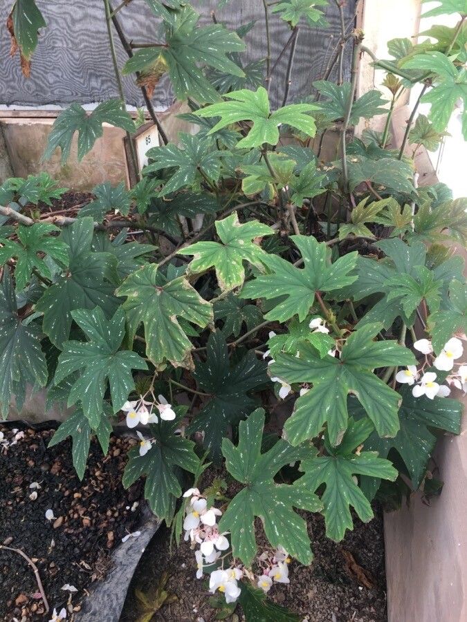 Begonia platanifolia habit