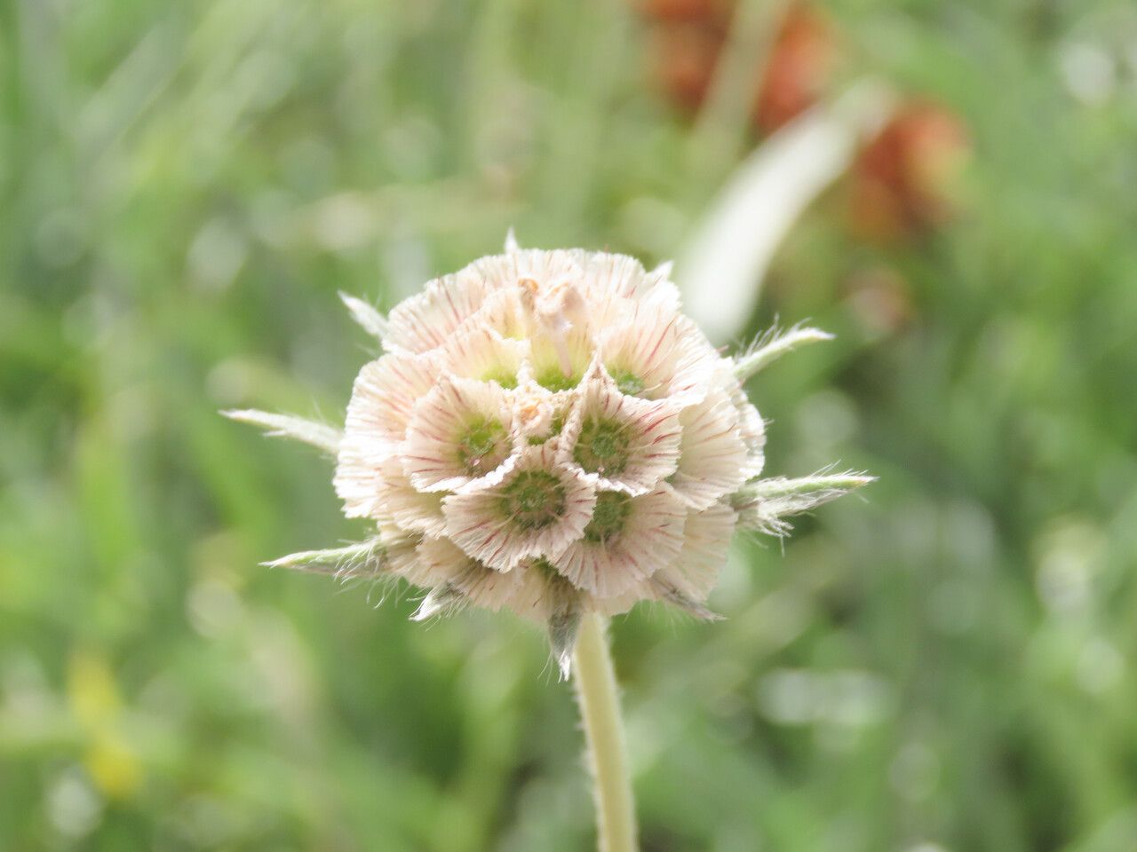 Lomelosia graminifolia fruit