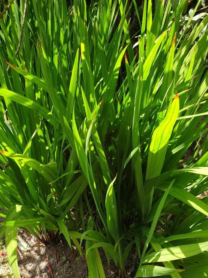 Gladiolus murielae — maintenance medium houseplant