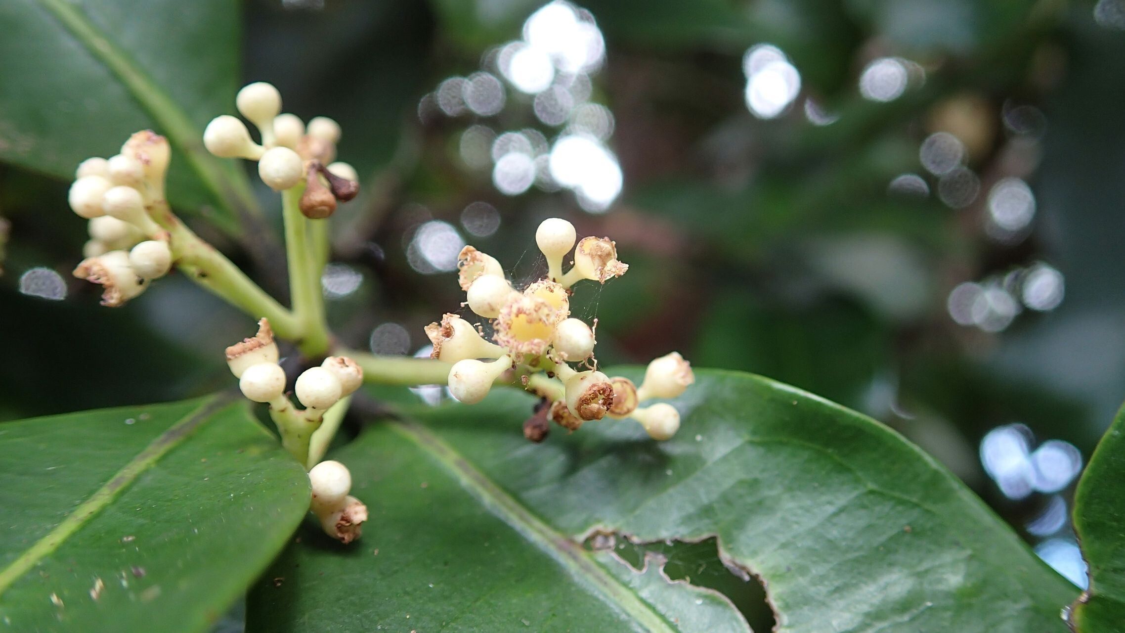 Syzygium mouanum fruit