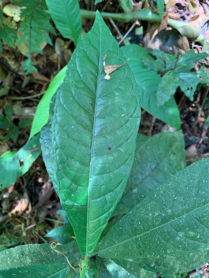 Dorstenia hirta — search result for 'Moraceae'