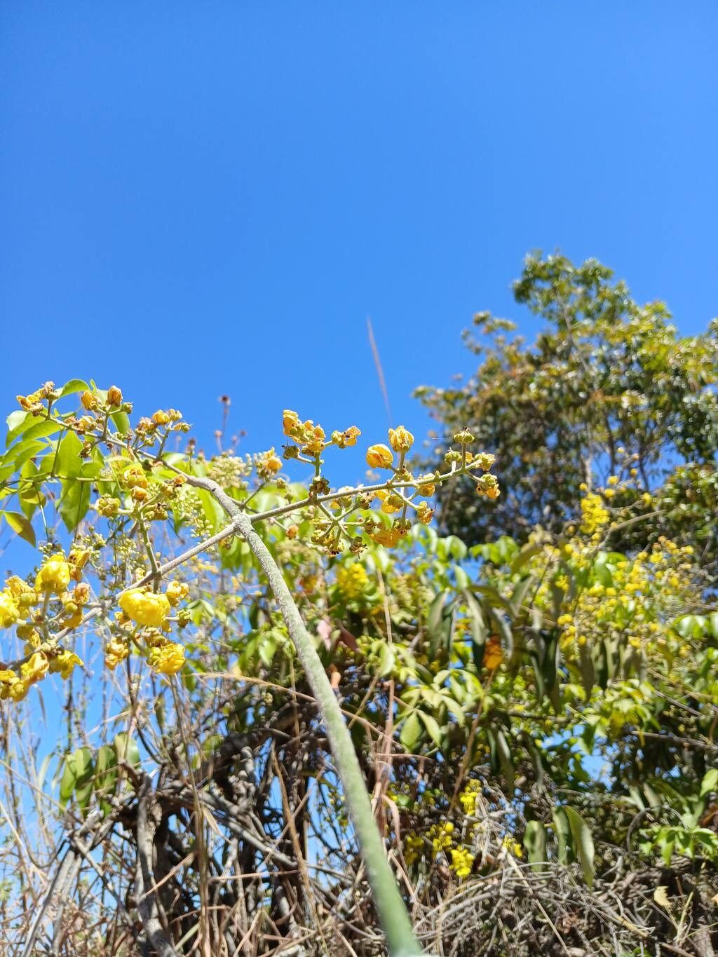 Banisteriopsis nummifera flower