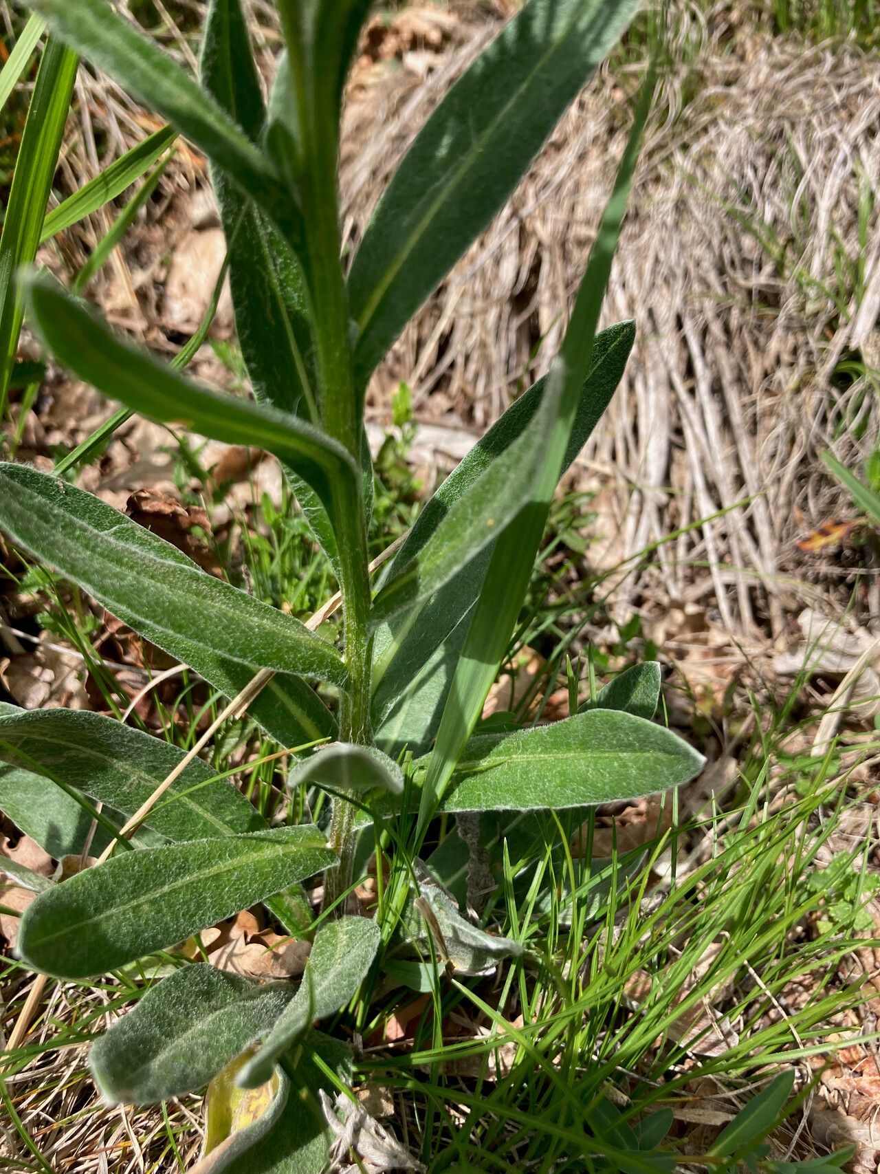 Centaurea semidecurrens — houseplant care guide