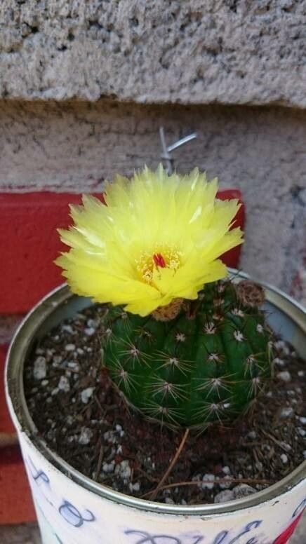 Parodia mammulosa flower