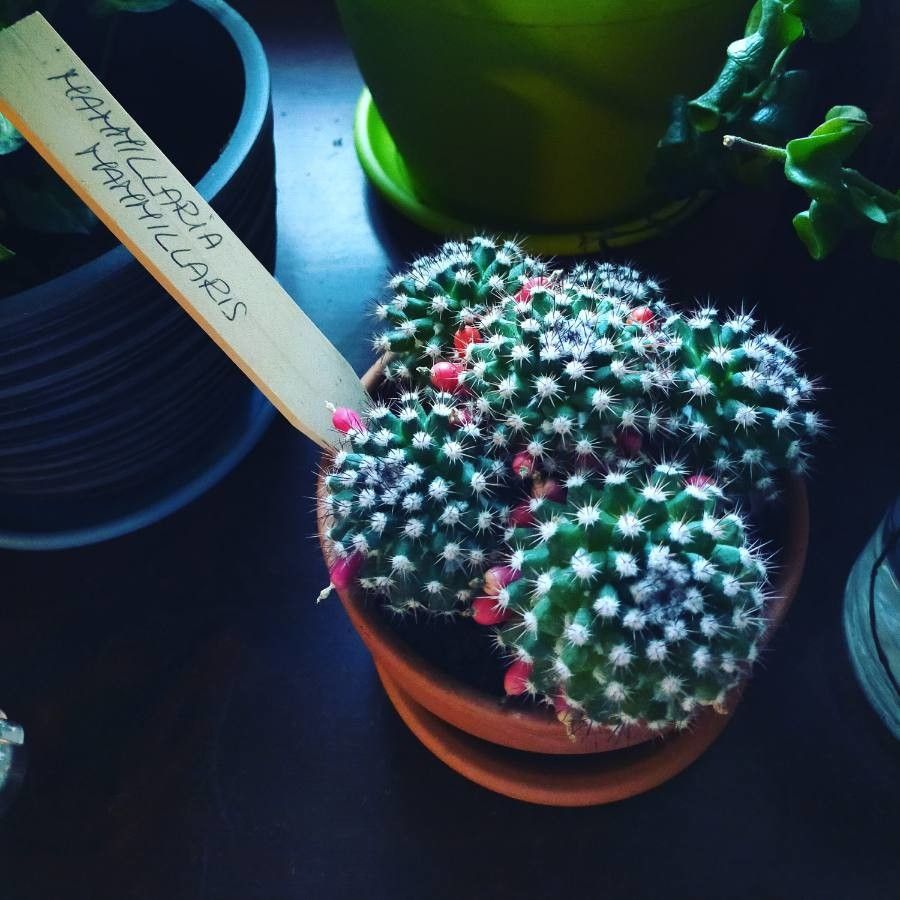 Mammillaria mammillaris — search result for 'Mammillaria'