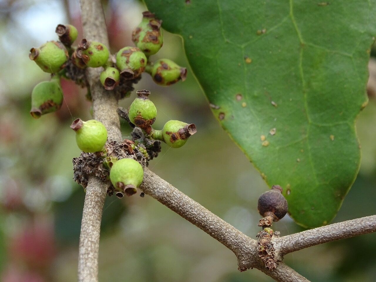 Tapinanthus globiferus fruit