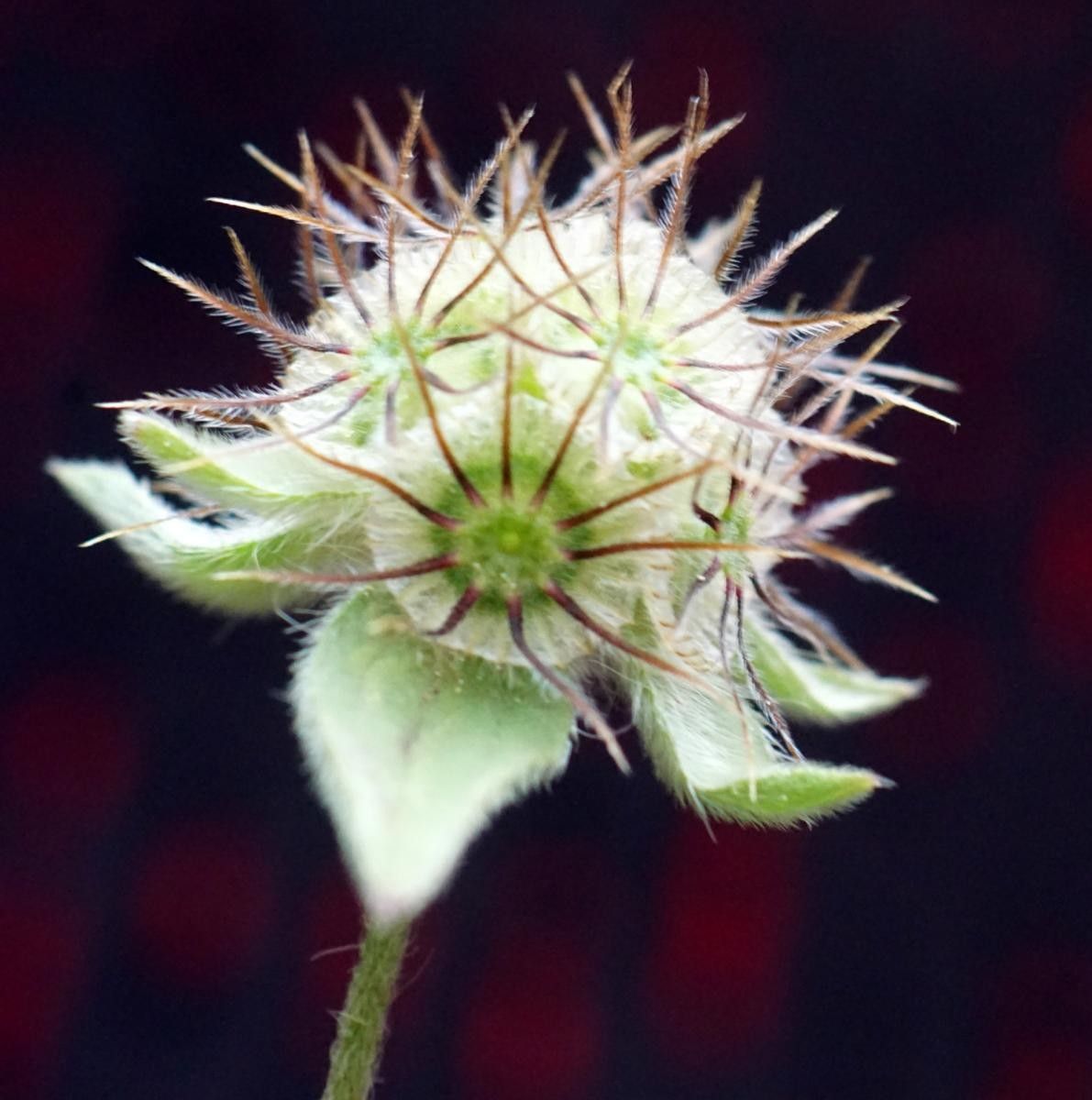 Knautia palaestina fruit