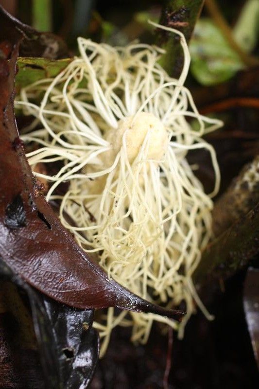 Asplundia brachyphylla flower