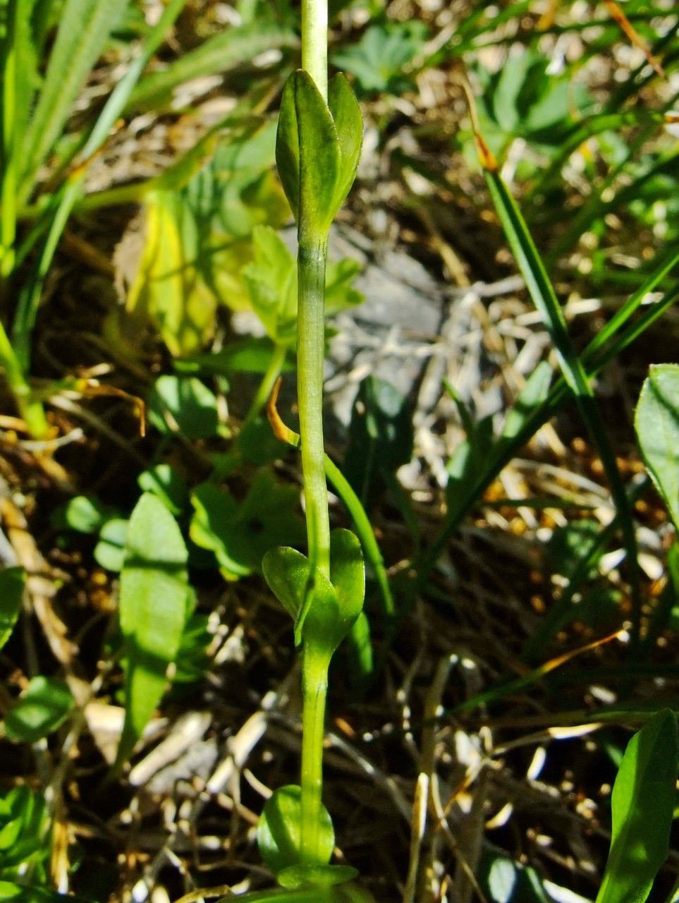 Gentiana bavarica bark