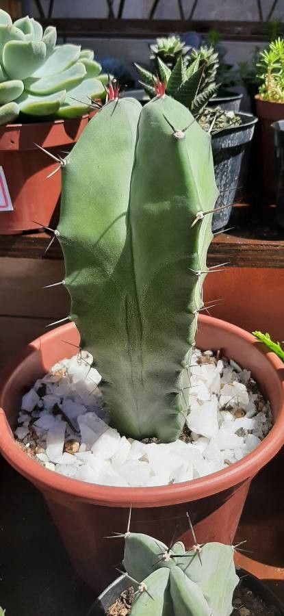 Stenocereus pruinosus bark