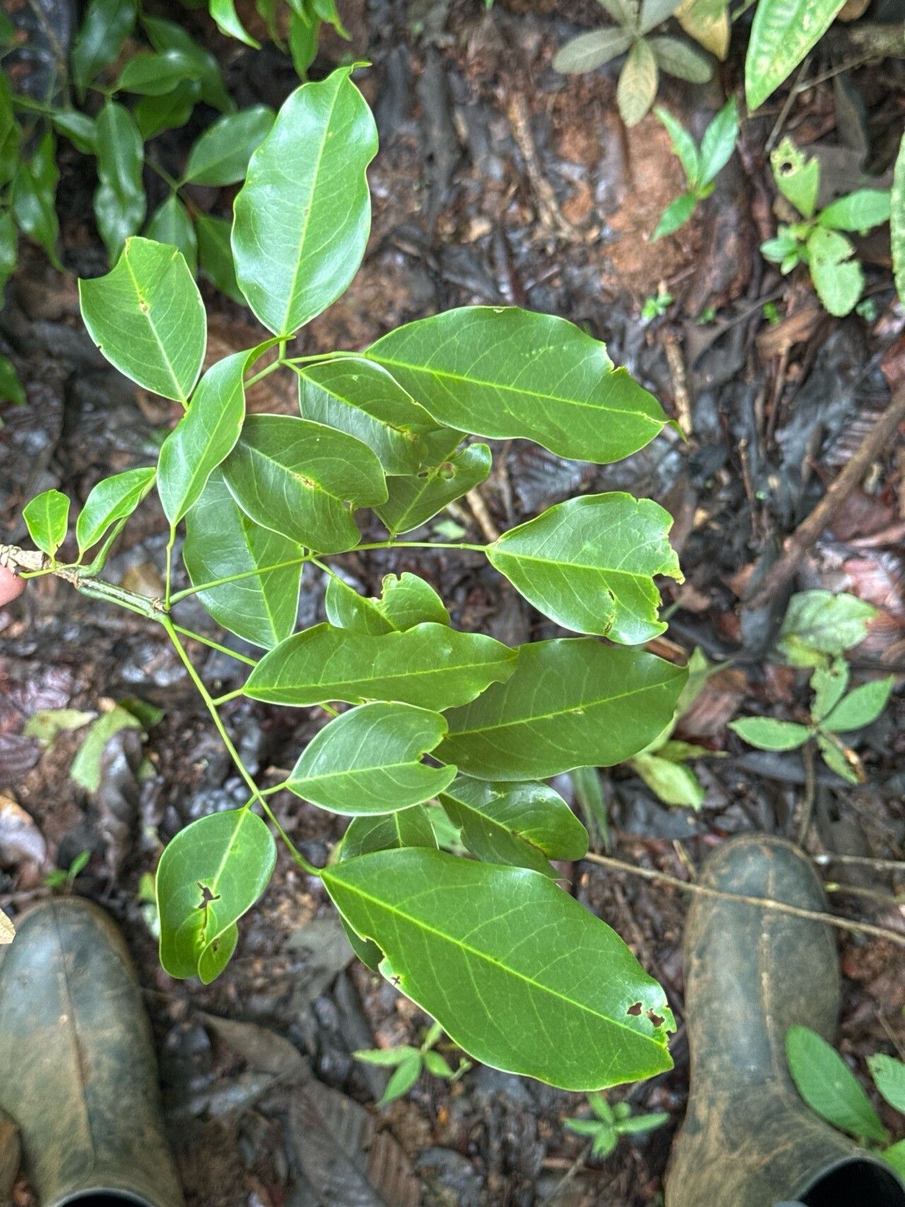 Platymiscium dimorphandrum leaf