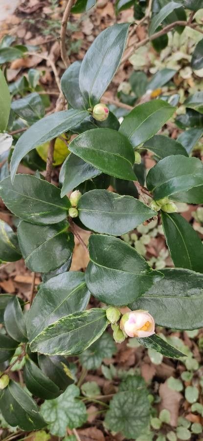 Camellia yunnanensis — search result for 'Camellia'