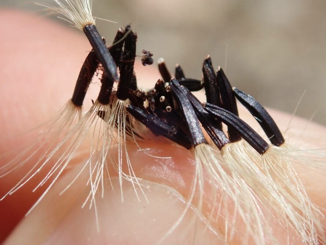 Hieracium amplexicaule fruit